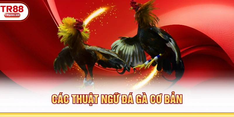 Các thuật ngữ đá gà cơ bản