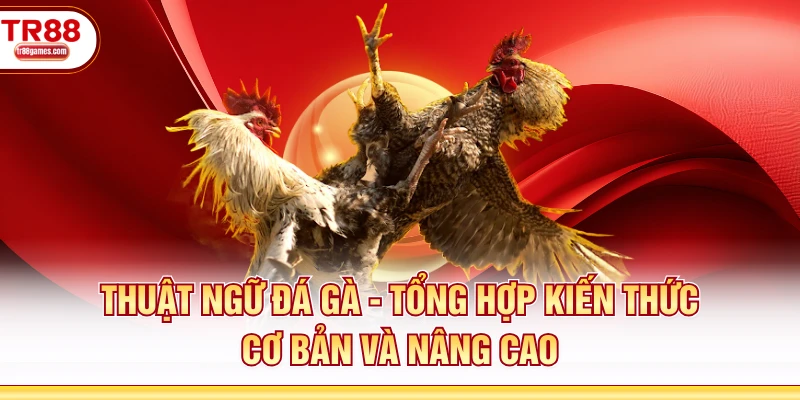 Thuật Ngữ Đá Gà